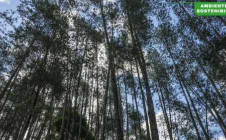 Nuovo studio Fairtrade: la certificazione come strumento per la tutela delle foreste