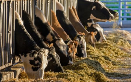 Regolamento europeo sulla deforestazione (EUDR): Assalzoo sostiene la richiesta di rinvio del Governo