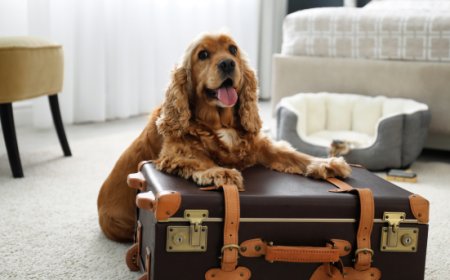 Federalberghi Milano promuove un corso per strutture ricettive pet friendly