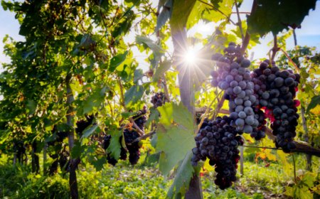 G7 agricoltura: ecco come la Sicilia del vino governa il cambiamento climatico