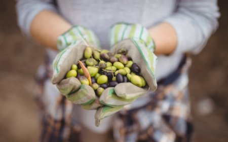 ASSITOL: campagna olearia ancora difficile per l'Italia