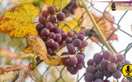 Difetti da fumo nel vino: l’intelligenza artificiale potrebbe aiutare a contrastarli