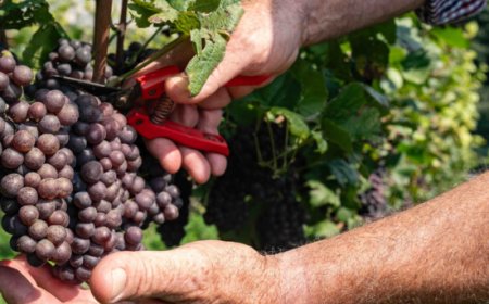 Vendemmia 2024: come Cavit affronta le sfide climatiche