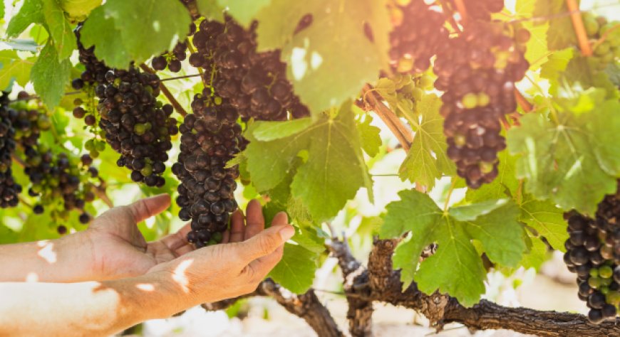 Qualità e sostenibilità: il ruolo dell’ozono nella produzione dei vini passiti italiani