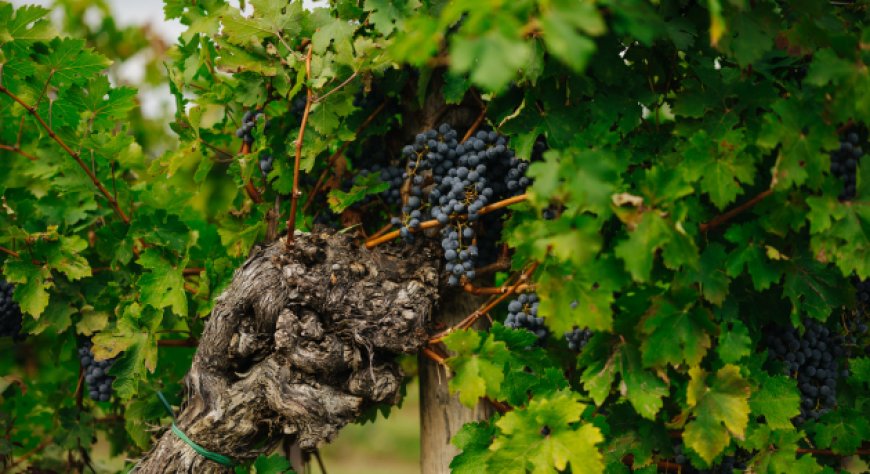 Vendemmia 2024: un'annata di maturazione precoce e alta qualità a Borgo Stajnbech