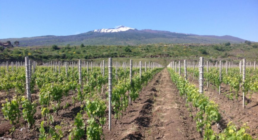 I vini Etna Doc continuano a eccellere negli Stati Uniti