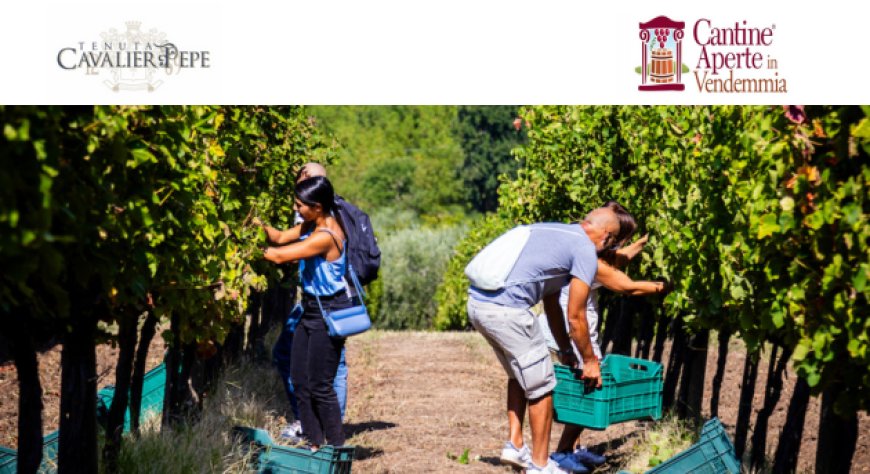 Cantine Aperte in Vendemmia: la magia della vendemmia alla Tenuta Cavalier Pepe