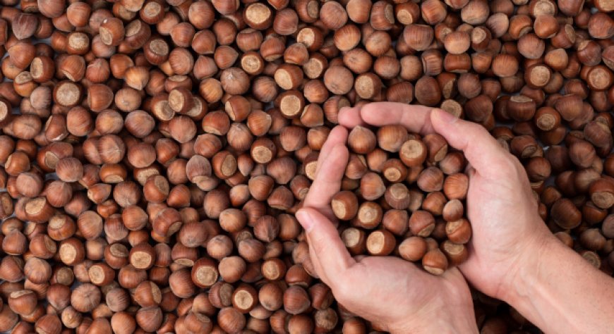 Nocciole italiane, il maltempo si accanisce: produzione in calo del 20%