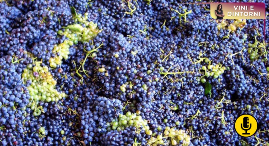 Una vendemmia scarsa mette a dura prova la Francia del vino