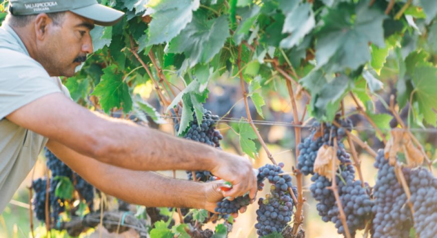 Vendemmia 2024: uve di qualità nonostante il clima, quantità sotto media