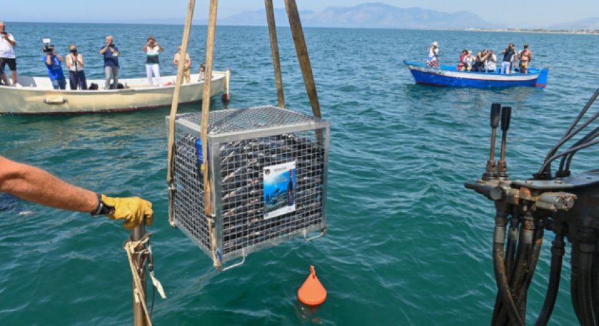 Antica Distilleria Petrone: nuova sfida di affinamento sott'acqua con il limoncello