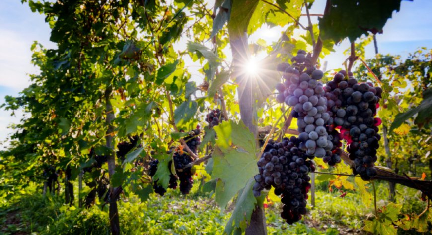 G7 agricoltura: ecco come la Sicilia del vino governa il cambiamento climatico