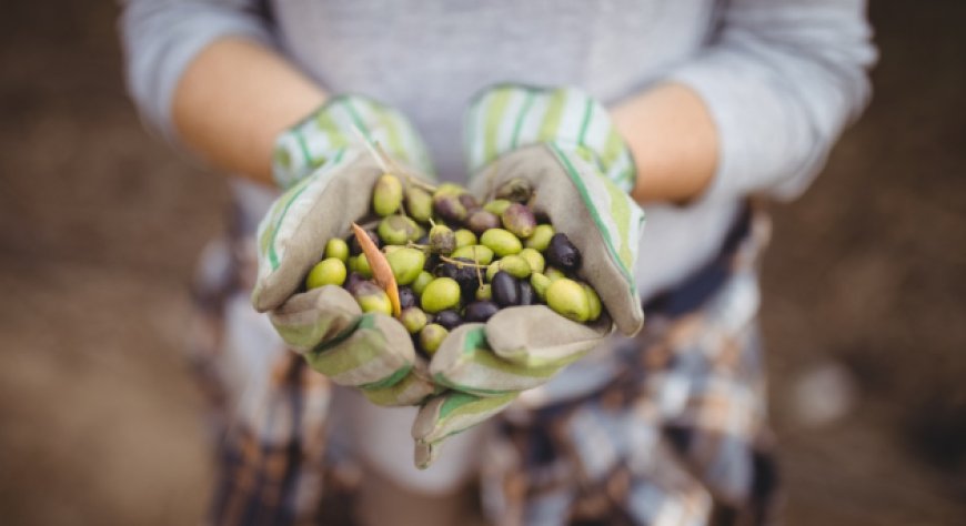 ASSITOL: campagna olearia ancora difficile per l'Italia