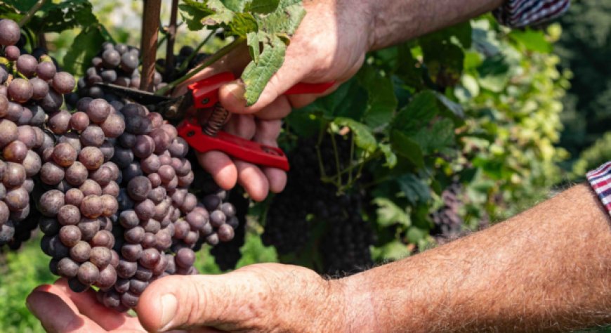 Vendemmia 2024: come Cavit affronta le sfide climatiche