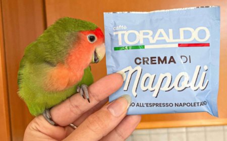 Il pappagallo influencer che adora le cialde di caffè spopola su TikTok