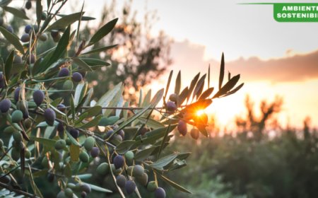 Olitalia guida il Focus Group sulla Filiera Olivicolo-Olearia in Emilia-Romagna: presentati i risultati finali