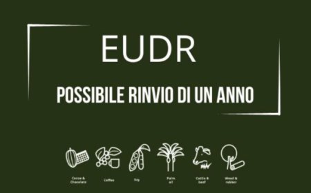 EUDR: possibile posticipo dell'entrata in vigore della legge contro la deforestazione