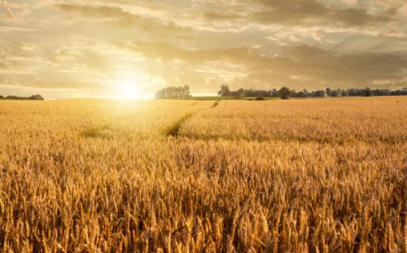 FAO. A settembre impennata dei prezzi delle materie prime alimentari