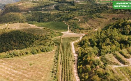 Allegrini presenta il primo Bilancio di Sostenibilità 2024