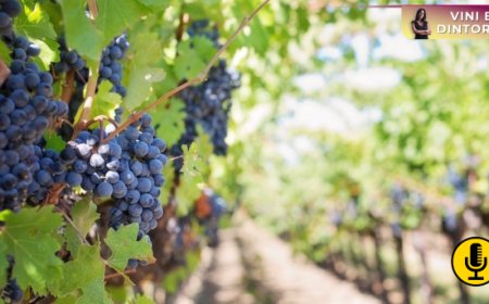La Francia del vino tra espianti e attivazione di fondi di emergenza