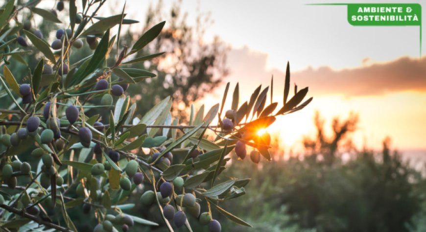 Olitalia guida il Focus Group sulla Filiera Olivicolo-Olearia in Emilia-Romagna: presentati i risultati finali