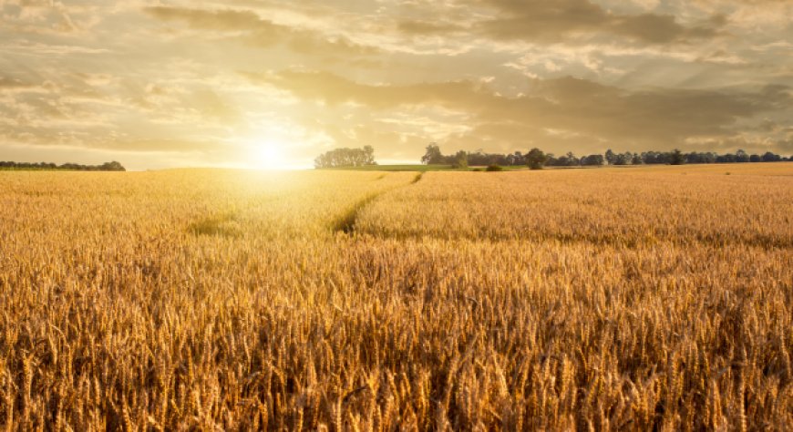 FAO. A settembre impennata dei prezzi delle materie prime alimentari