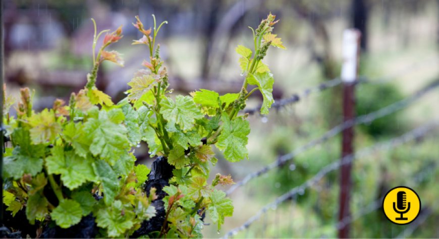 Un nuovo progetto di ricerca esplora la correlazione tra cambiamento climatico e difetti di aroma del vino