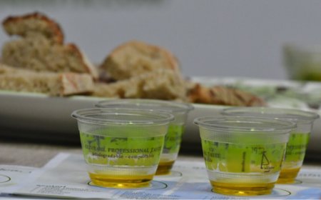 Oleolab: in arrivo i nuovi laboratori organizzati da Oleonauta