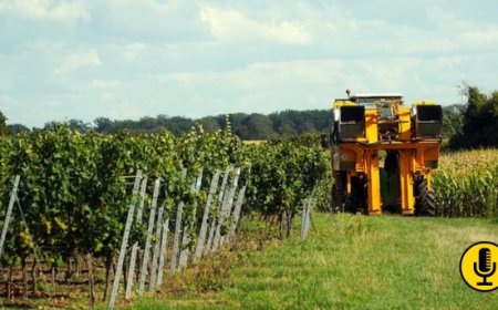 Il vigneto del futuro è high tech