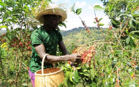 I fratelli Bonacchi presentano il caffè di terroir dell’Etiopia Guji Hambela
