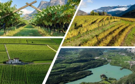 I vitigni autoctoni del Trentino rivivono con Cavit