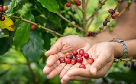 Il futuro del caffè minacciato dai cambiamenti climatici: l’appello degli esperti alle Nazioni Unite