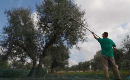 Cresce l'export dell'olio d'oliva italiano: EVOLIO Expo come vetrina per il mercato globale
