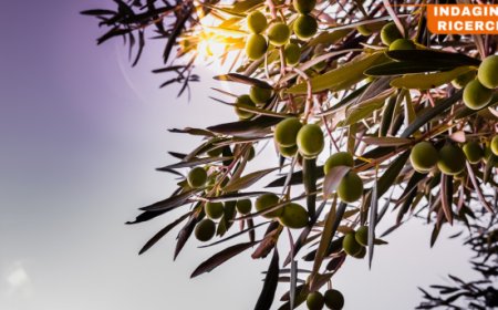 Export dell'olio d'oliva italiano: dopo quattro anni il bilancio torna positivo