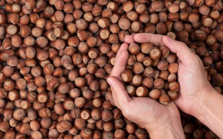 Novità dai principali mercati. Le pillole di Areté sulle Nocciole