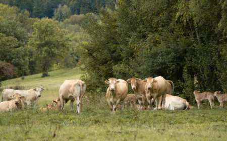 Blonde d'Aquitaine: un progetto europeo punta a valorizzare la razza bovina transfrontaliera