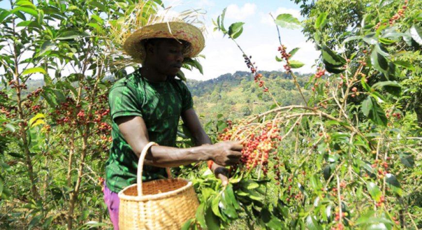 I fratelli Bonacchi presentano il caffè di terroir dell’Etiopia Guji Hambela