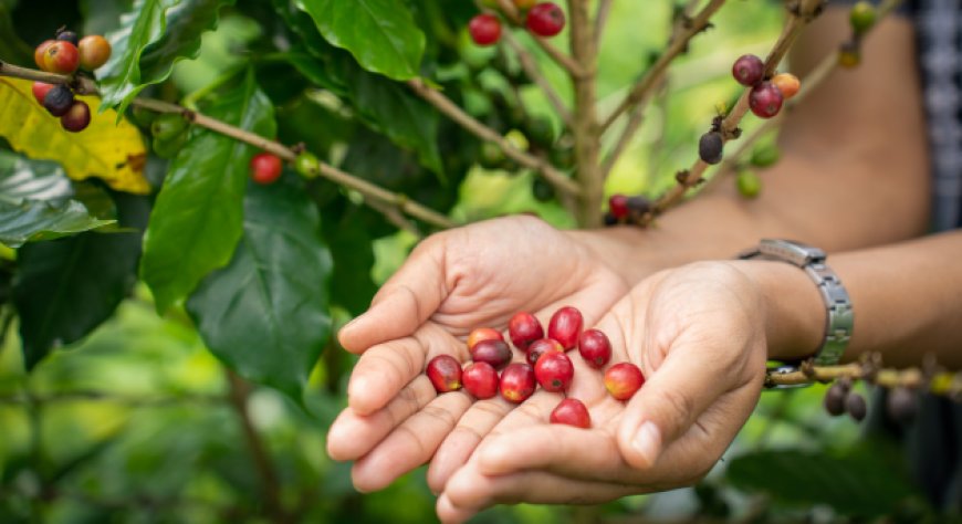 Il futuro del caffè minacciato dai cambiamenti climatici: l’appello degli esperti alle Nazioni Unite