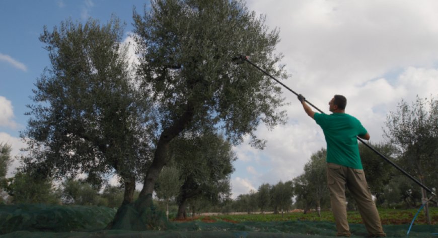 Cresce l'export dell'olio d'oliva italiano: EVOLIO Expo come vetrina per il mercato globale