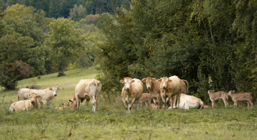 Blonde d'Aquitaine: un progetto europeo punta a valorizzare la razza bovina transfrontaliera