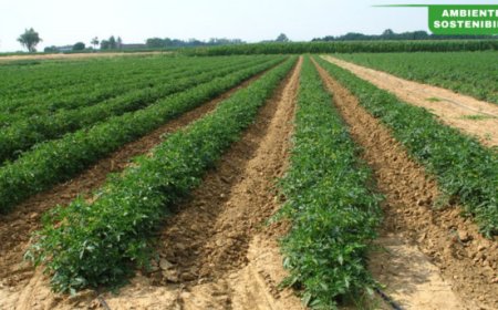 L'OI Pomodoro da Industria Nord Italia avvia il progetto Tomato Water