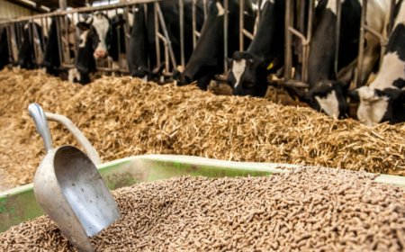 FeedEconomy: Assalzoo presenta il secondo report di filiera