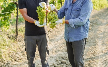 Investimenti per il settore vitivinicolo: pubblicato il decreto OCM Vino 2025/2026