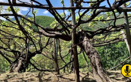 Esperti internazionali di viticoltura a piede franco in tour dal 22 al 24 gennaio tra Campi Flegrei e Vesuvio