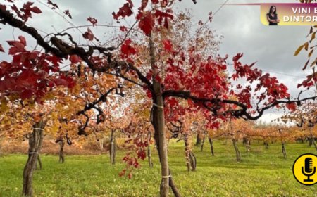 L’Old Vine Registry, registro delle vecchie viti, ha superato le 4.000 voci 