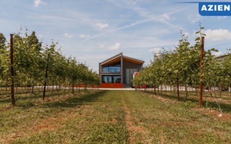 Cantina Pizzolato: risultati record nel 2024 tra crescita, sostenibilità e sfide internazionali