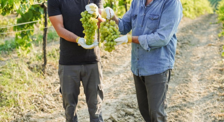 Investimenti per il settore vitivinicolo: pubblicato il decreto OCM Vino 2025/2026