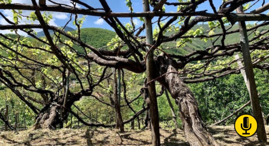 Esperti internazionali di viticoltura a piede franco in tour dal 22 al 24 gennaio tra Campi Flegrei e Vesuvio