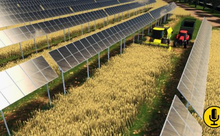 Agrivoltaico in vigna: pannelli solari per migliorare le prestazioni 