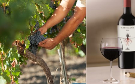 Casa Vinicola Fazio: l'eccellenza siciliana pronta a conquistare il mondo del vino